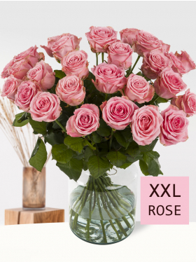 30 Rosa Rosen XXL