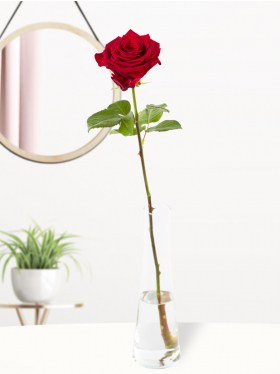 Rote Rose mit Glasvase