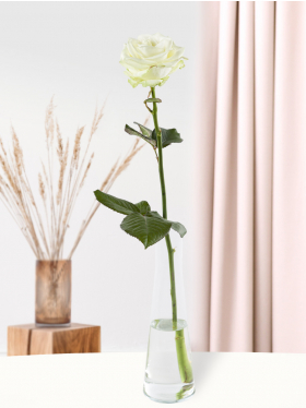 Weiße Rose mit Glasvase