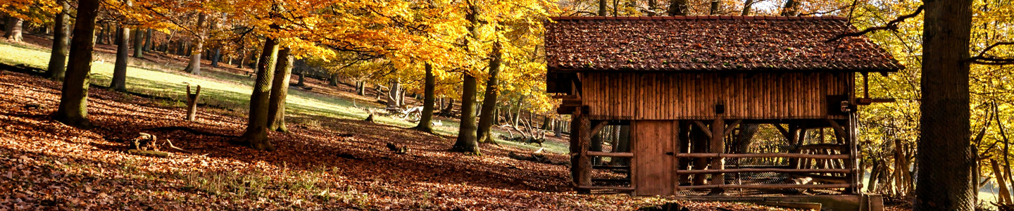 Rosenlieferung: Wiesbaden