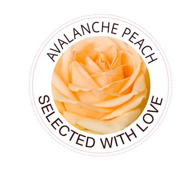 Die Avalanche Peach Rose