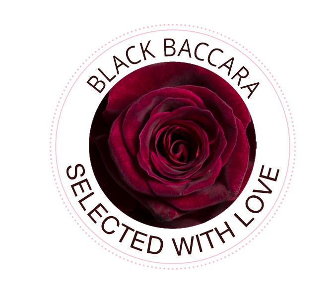 Die Black Baccara Rose