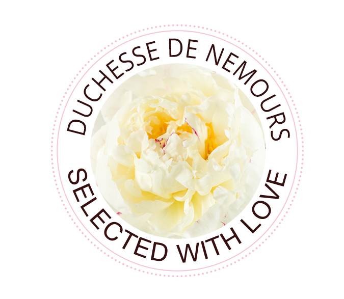 Duchesse de Nemours Pfingstrose