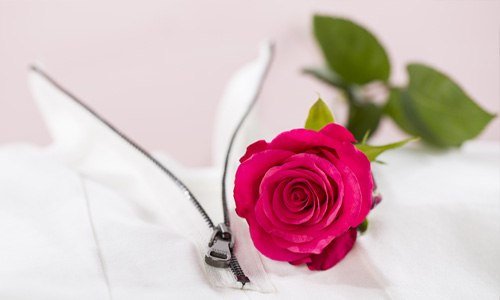 Blog: Fakten über Rosen
