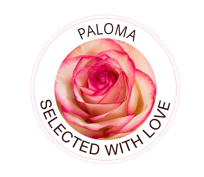 Die Paloma Rose