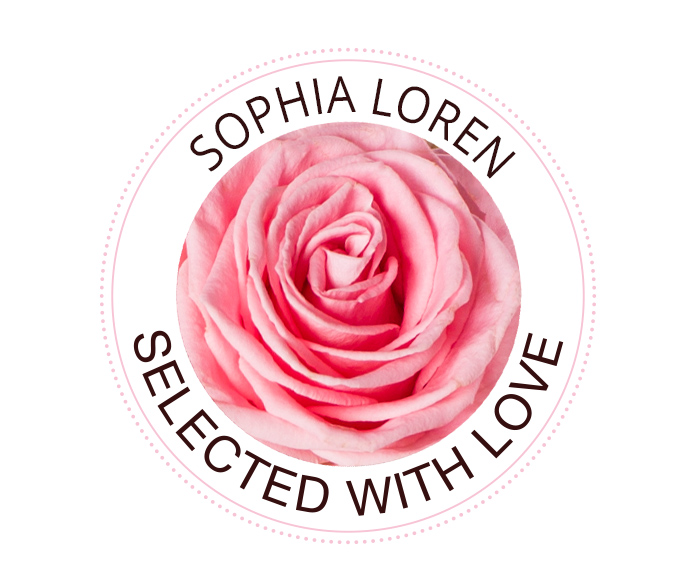 Die Sophia Loren Rose