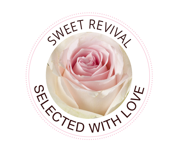Die Sweet Revival Rose