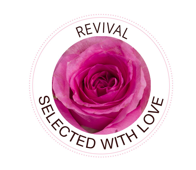 Die Revival Rose