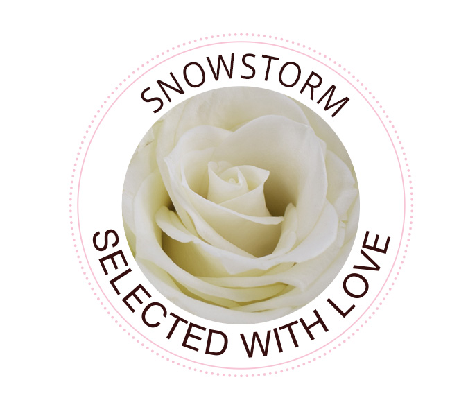 Die Snowstorm Rose