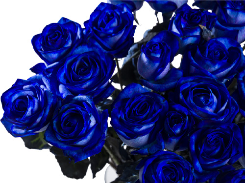 Blaue Rosen bestellen