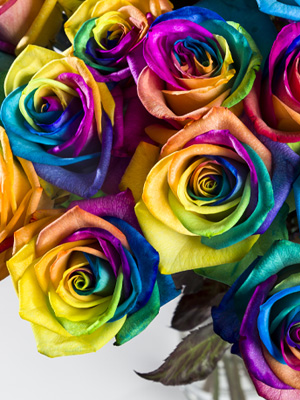 Regenbogen Rosen bestellen