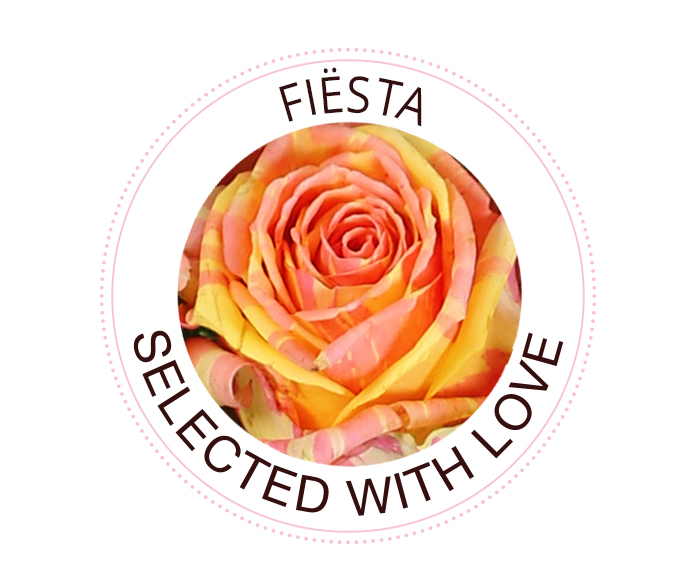 Die Fiësta Rose