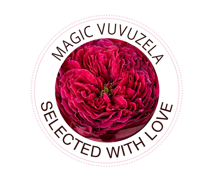 Die Magic Vuvuzela Rose