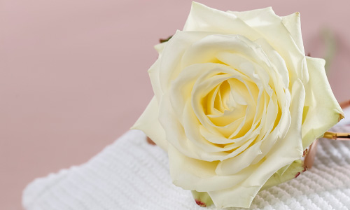 Bedeutung Weiße Rosen