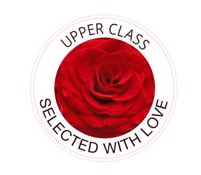 Die UpperClass Rose